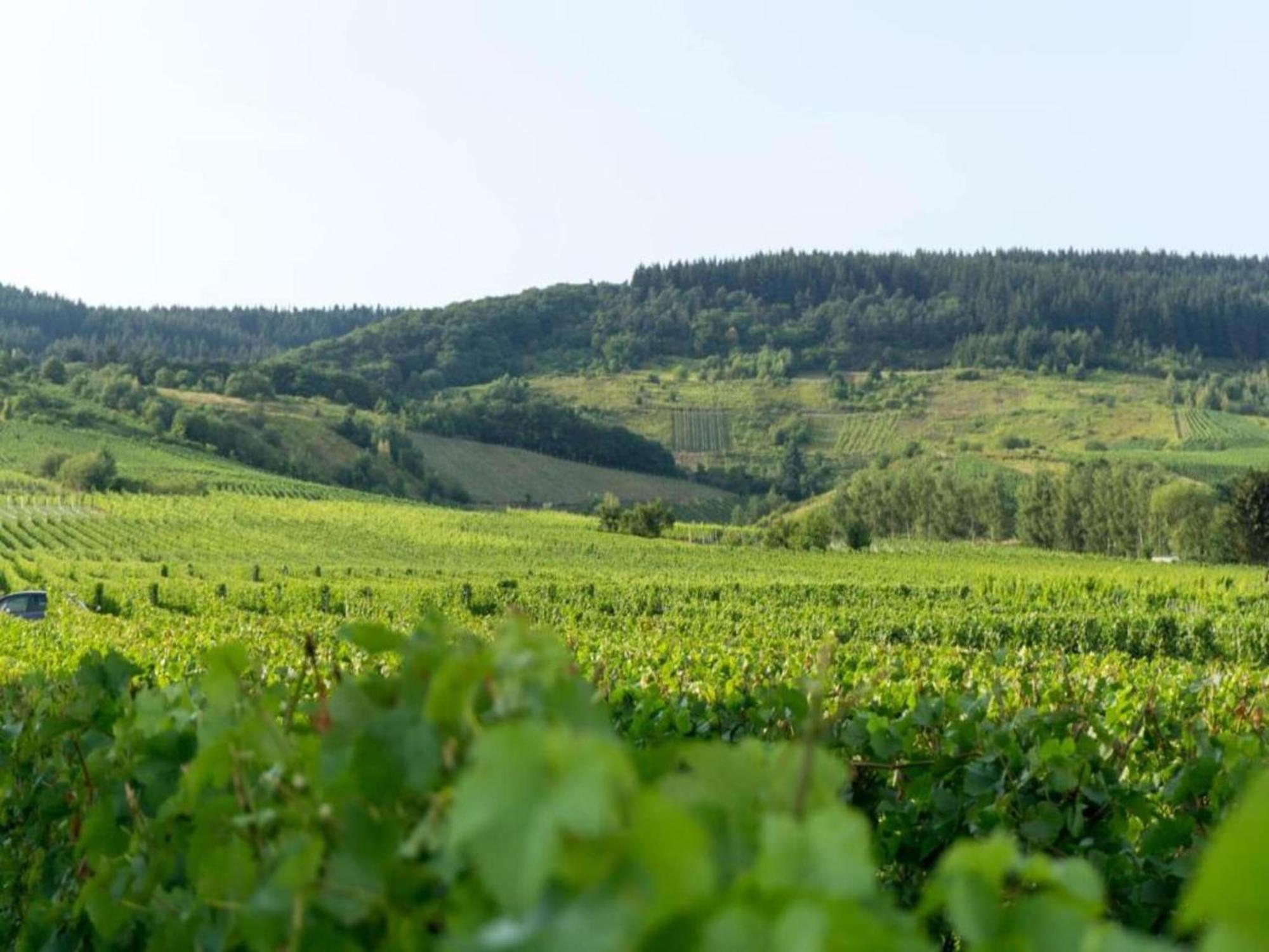 Sch Ne Wohnung In Der Moselregion Kinheim Exteriör bild